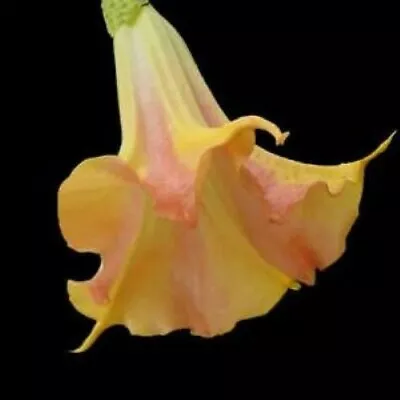 **MANGO CRUSH**Brugmansia Angels Trumpet Plant**Large Yellow/Orange Bloom • $29.99