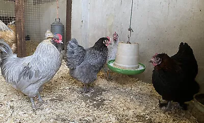 £12 • Buy 6  Marcana Olive Egg Layers Hatching Eggs   Incubation