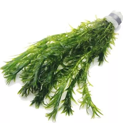 10 X Elodea Densa Oxygenating Pond Water Aquarium Live Plants Egeria • £4.99