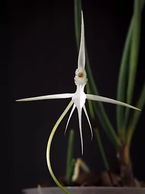 Jumellea Teretifolia Rare Miniature Orchid Species Angraecum Rare • $34.99