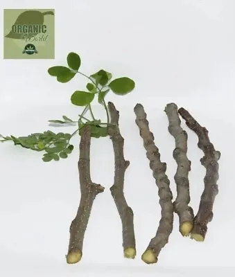 Bulk 50 Moringa Cuttings Organic -from Florida • $200