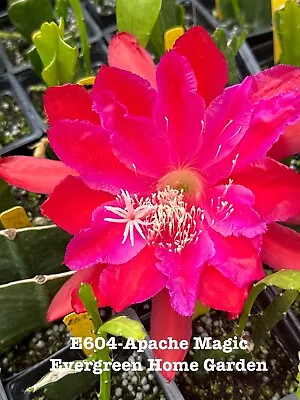 Rooted Epiphyllum Orchid Cactus “Apache Magic” Growing In 4” Starter Pot. • $25