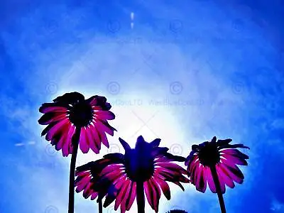 £13.99 • Buy Echinacea And Halo Sun Flower Photo Art Print Poster Picture Bmp2232a