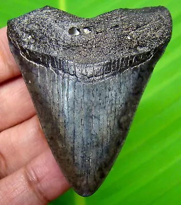 Megalodon Shark Tooth - 2.28 - Shark Teeth - Real Fossil - No Repair - Megladone • $29