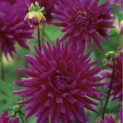 Special Cactus Dahlia 'Purple Gem' WPC Prins Quality Bulbs & Tubers  • £3.99