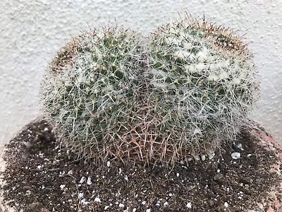 Beautiful Double Head Large Mammillaria Karwinskiana Subs. Nejapensis Rare #L6 • $36.50