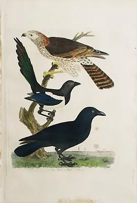 ORIGINAL Hand Colored Engraving   American Ornithology  Alexander Wilson 1828-29 • $345