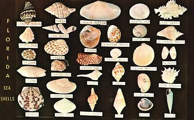 Vintage Postcard Sea Shells Display Dodson's Shell Shop Coasts Of Florida FL • $7.19