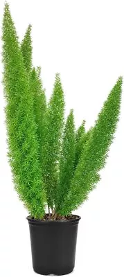 Foxtail Fern Myers | Large Gallon Size Plants | Live Asparagus Densiflorus... • $46.98