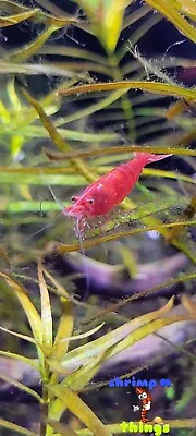 10 (1DOA) Fire Red   Cherry-Freshwater Neocaridina Aquarium Shrimp.   • $25.99