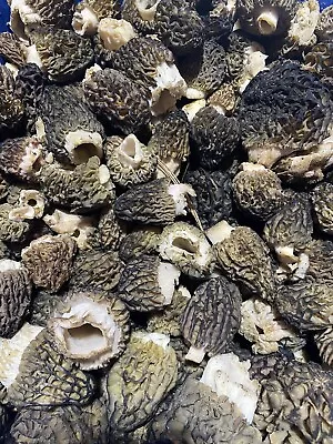 Dried Wild Morel Mushrooms Oregon 2023 Crop 2 Oz! • $29.99