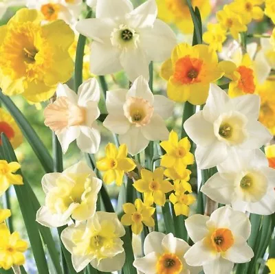 (3) Jonquil Mixed Daffodil Bulbs Spectacular Blooms..Please.Check Store • $4.95