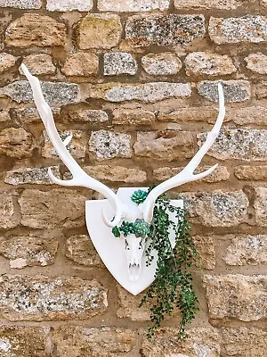 Wall Mounted Deer Antlers Taxidermy Home Decor Country Wall Hanging Succulents • £200