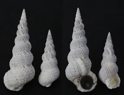 Seashells Epitonium Varicosa WENTLETRAPS 36 & 51.5 Mm F+++/GEM Marine Specimen   • $6.95