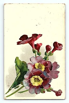 Gloxinia Plant Large Flower Botanical Floral Greeting Card Vintage Postcard • £4.73
