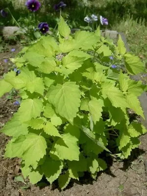 Anise Mint Seeds250 Seeds Medicinal HerbCulinary Herbheirloom Organic -604 • £1.91