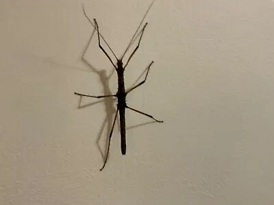 £2.50 • Buy Neohirasea Mareans Stick Insect Nymphs X 10