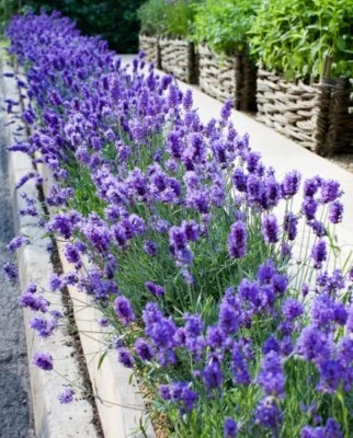 £10.95 • Buy 3 X Plug Plants  Lavender Angustifolia Hidcote  READY NOW!!!