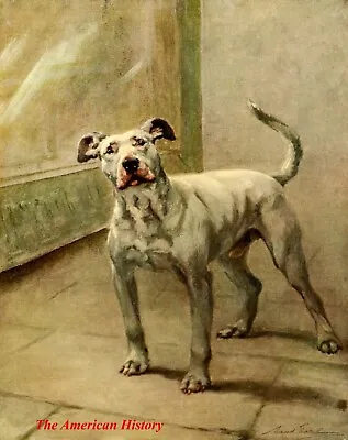 3440 Earl Maud (1864-1943) - 1910 Power Of The Dog - Bull Terrier • $7.43