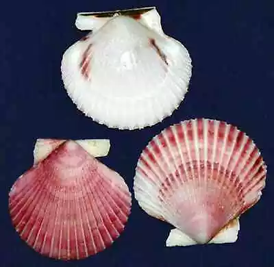 Pink Purple Half Scallop Shells  (2-1/2 -3 ) (5 Shells) • $7.17