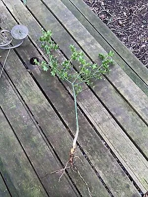 Holly Bush Evergreen Tree Plant 1-2ft Tall Bare Root. • £7