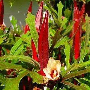 Red Burgundy Okra 15 Seeds - Tender delicious Ornamental • £2.59