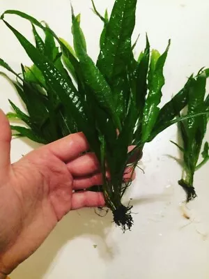 BUY 2 GET 1 FREE - Java Fern Microsorum Pteropus Small Easy Live Aquarium Plant • $7.77