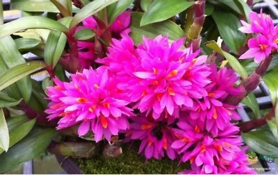 $16 • Buy ORCHID - DENDROBIUM HIBIKI X LAEVIFOLIUM  Fireball-pink Giant  