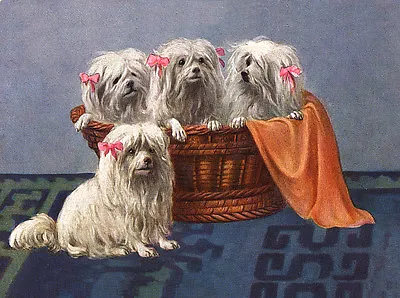 Maltese Charming Dog Greetings Note Card Four Lovely Dogs In Basket • $3.11