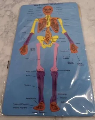 Anatomic Foam Puzzle The Human Skeleton Bones Body 2012 Axis Group New Sealed • $10