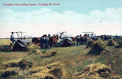 CANADIAN HARVESTING CUTTING THE GRAIN Horse Drawn Equipment. 1900s VALENTINE • $11.99