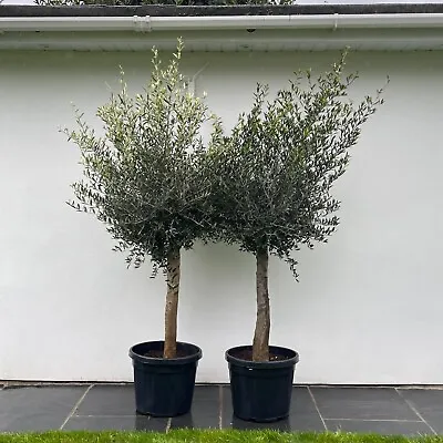 Tall Olive Trees - 45 Litre Pot 6ft+ SELLING FAST • £194.99