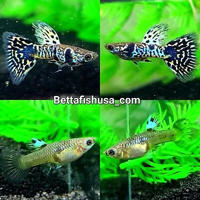 $20 • Buy 1 Pair - Tiger King Guppies - High Quality Live Guppy Fish - USA SELLER 
