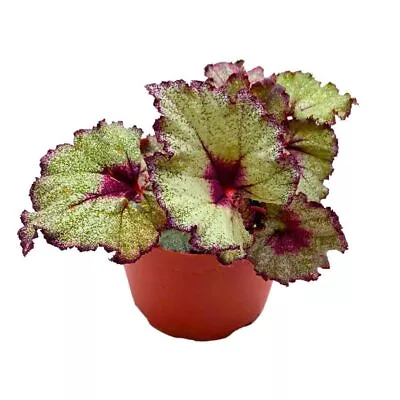 Harmony's Sleigh Bells 6 Inch Begonia Rex White Christmas • $43.74