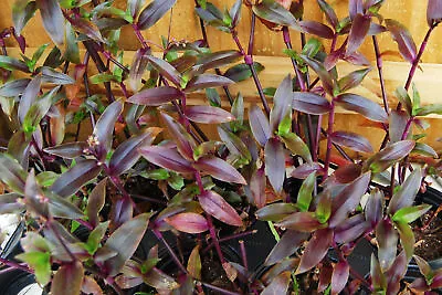 Tripogandra Serrulata - Purple Scimitars - Tradescantia Elongata - Spiderwort • $6