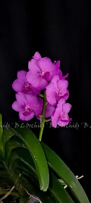 Vandachostylis Chulee Red  Pink Sapphire  • $40