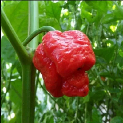 Trinidad Scorpion Red Moruga Seeds (20) Home Grown In Oregon - Organic  • $3.99