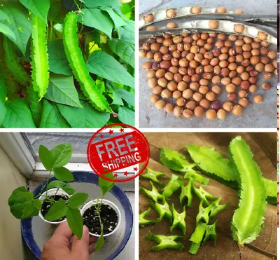 Winged Bean Seeds Dragon Bean US Seller FREE SHIPPING!! • $5.95