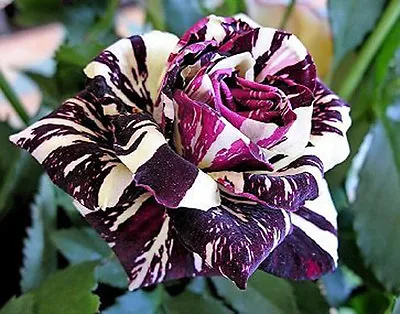 Rare Black Dragon Rose Seeds Garden Plant Rose Bush Seeds Flower Seeds Gift • £29.99