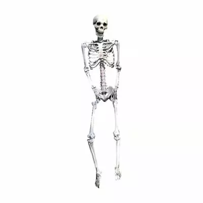 3/5.6/6.07ft Halloween Skull Skeleton Human Full Life Size Bone Prop Party Decor • $8.89