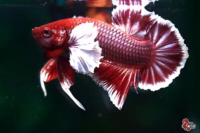 Live Betta Fish Aquarium Lavender Dumbo Male Hmpk #F676 Thailand Seller • $10