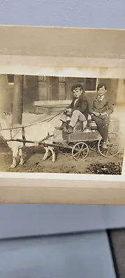 Old Vintage Antique Late 1800s Cabinet Photo Boys On Goat Cart Wagon Carriage • $29.99