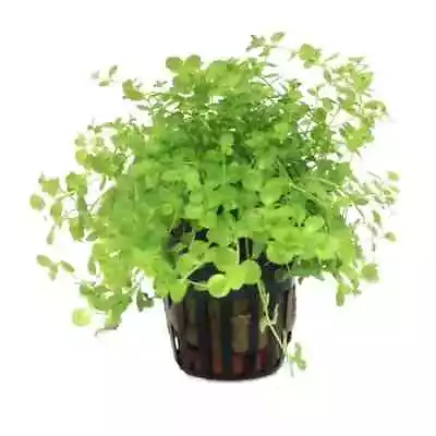 £5.99 • Buy Micranthemum Monte Carlo Live Aquarium Aquatic Plants Tropical Fish Tank