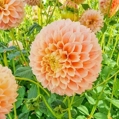 1 - SWEET SUZANNE Giant Ball Dahlia Bulb Tuber Cluster - HIGHLY  DECORATIVE • $12.85