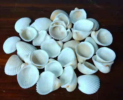 32 PCS Scallop Shells Natural Seashell 0.75  To 1  White Small Fishtank Jewelry • $10.92