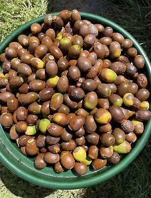 5 POUND Natural WHITE OAK ACORNS - Deer Food - Hunting - Fall Decorations • $99