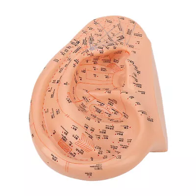 40cm Ear Acupuncture Point Model Accurate Clearly Fonts PVC Professional Ear WTD • $72.50