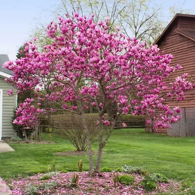 Jane Magnolia Gallon Pot Shrub/tree • $32.95