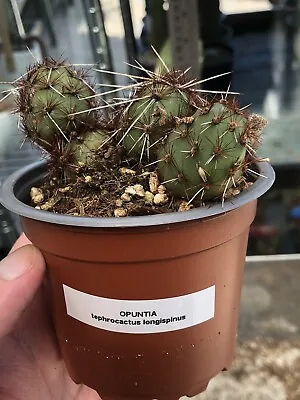 £5.99 • Buy Opuntia Tephrocactus Longispinus Exact Cactus Plant From Photo In 9cm Pot