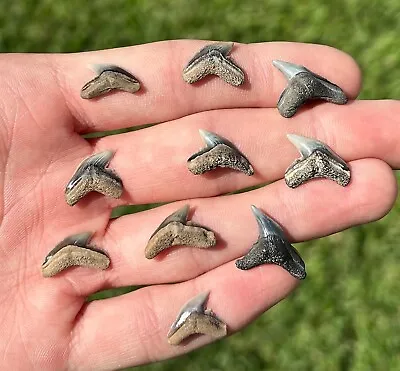 LOT OF 10 Quality Fossil Tiger Sharks Teeth Maryland Megalodon Age Miocene Shark • $29.99